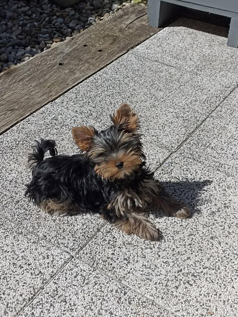 de La Vallee Des Roses Rouges - Yorkshire Terrier - Portée née le 01/06/2025