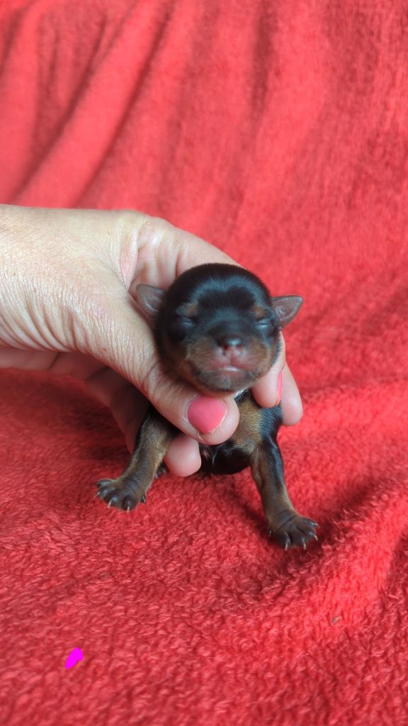 de La Vallee Des Roses Rouges - Chiots disponibles - Yorkshire Terrier