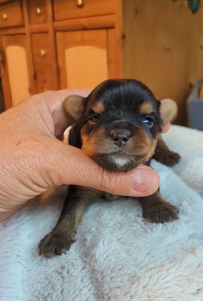de La Vallee Des Roses Rouges - Chiots disponibles - Yorkshire Terrier
