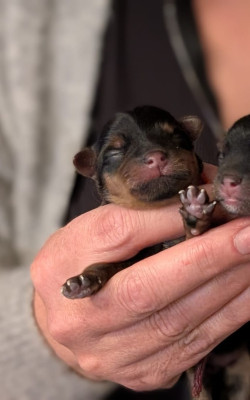 CHIOT 1 collier rouge