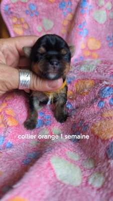 Collier orange