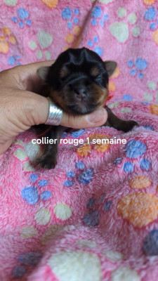 Collier rouge