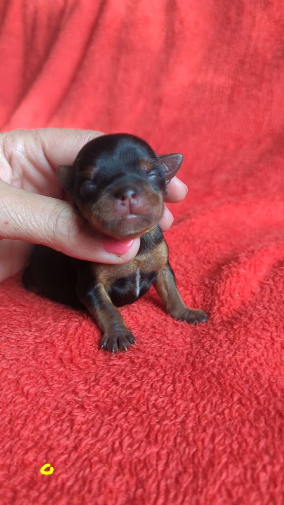 de La Vallee Des Roses Rouges - Chiots disponibles - Yorkshire Terrier