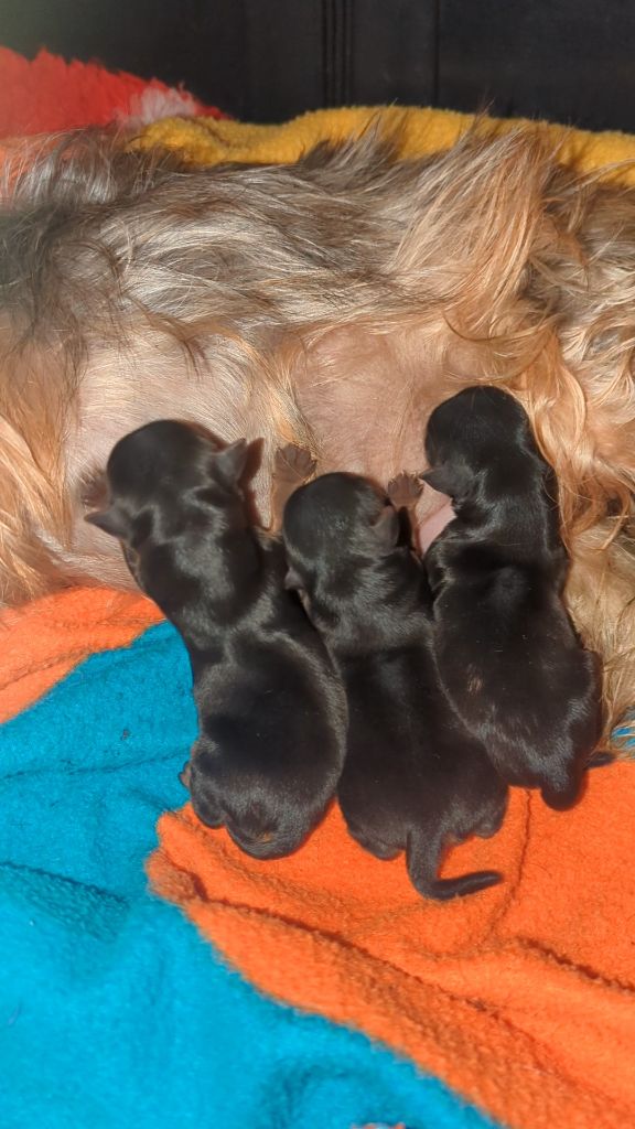 de La Vallee Des Roses Rouges - Yorkshire Terrier - Portée née le 25/10/2025