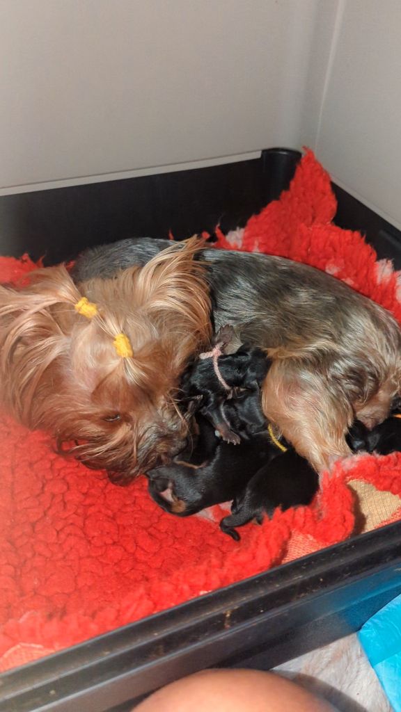 de La Vallee Des Roses Rouges - Chiots disponibles - Yorkshire Terrier